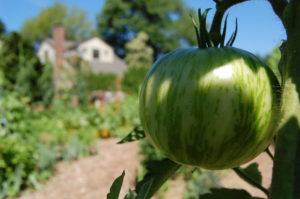 A green tomato grows in the Vegetable Garden.
