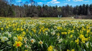 Daffodil field.