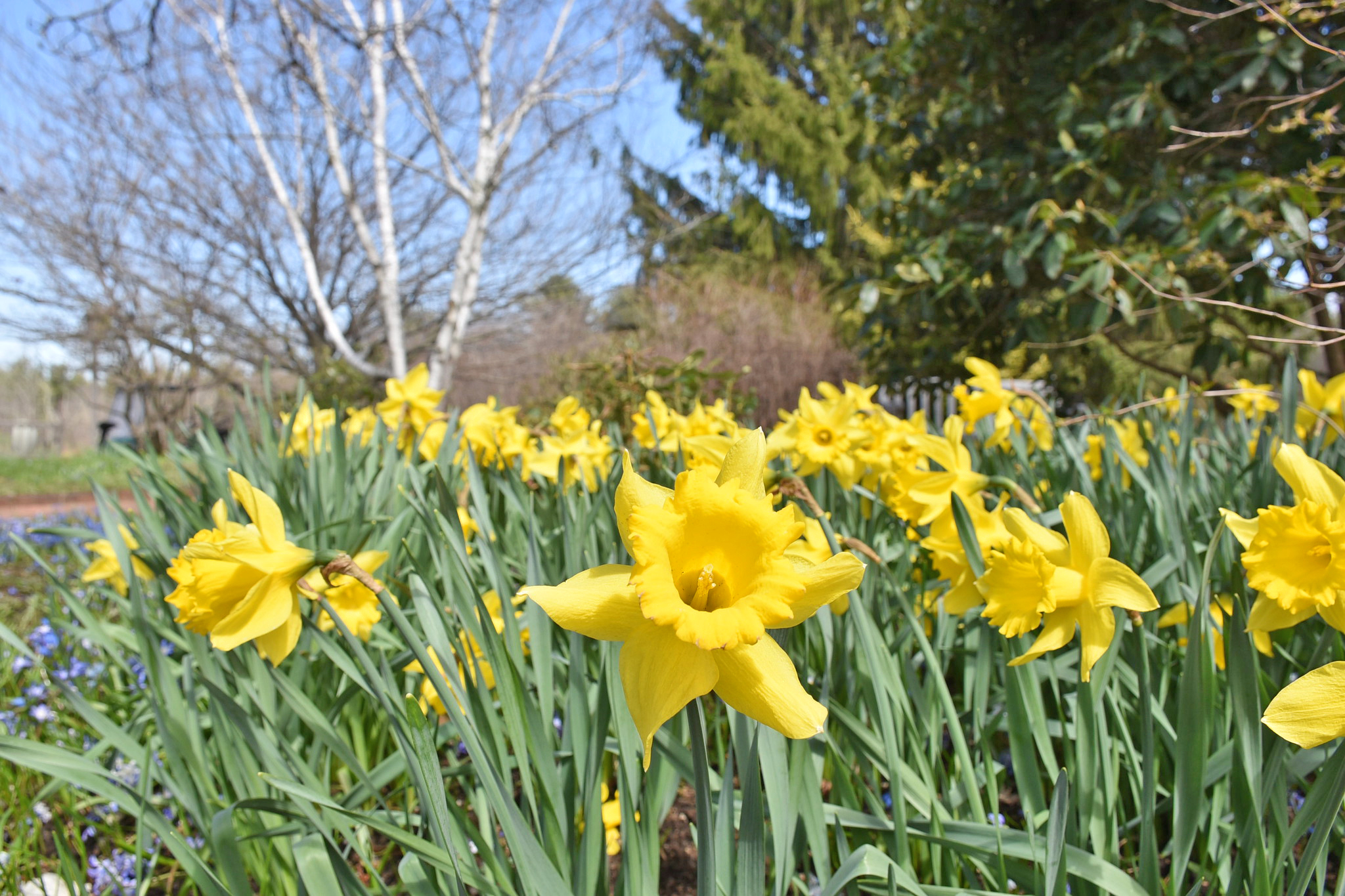 Bright yellow daffodils in bloom in the Lawn Garden.