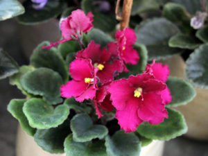 African violet