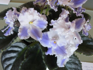 Close up of African Violets