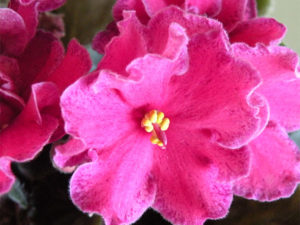 African Violet