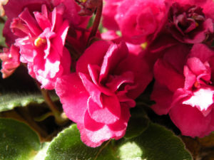Close up of African Violets