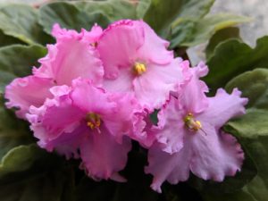 African Violet