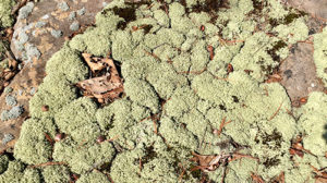 Moss growing on rocks.