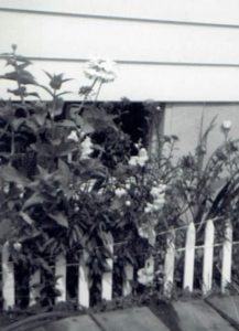 A black and white photo of a picket fence and flowers.
