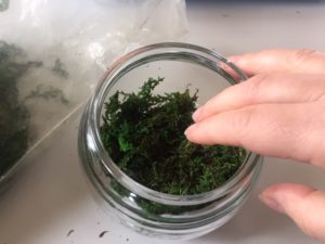 Terrarium filled with soil and succulents craft.