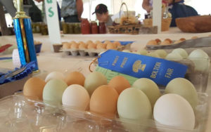 Bolton fear first place price eggs.