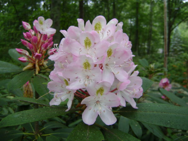 a light pink maximum flower in bloom