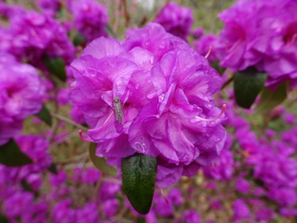 a bright purple April Rose flower in bloom