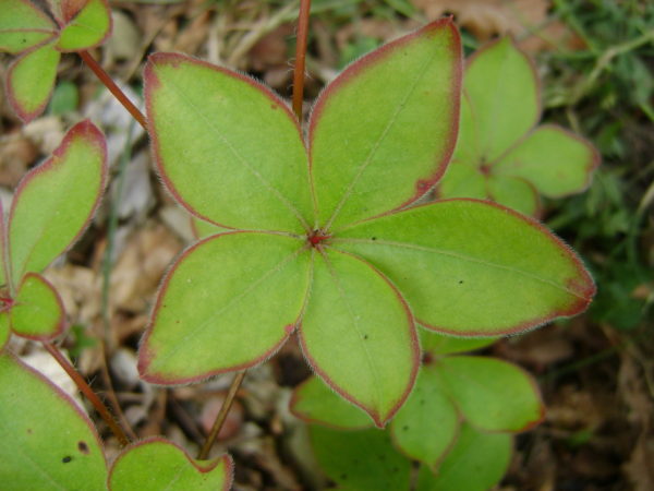 quinquefolium