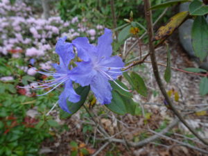 Purple Crater Lake flower in bloom.