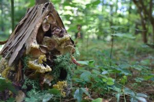 A fairy house sits in the woods of the Garden.