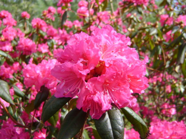 A bright pink Landmark flower in bloom.