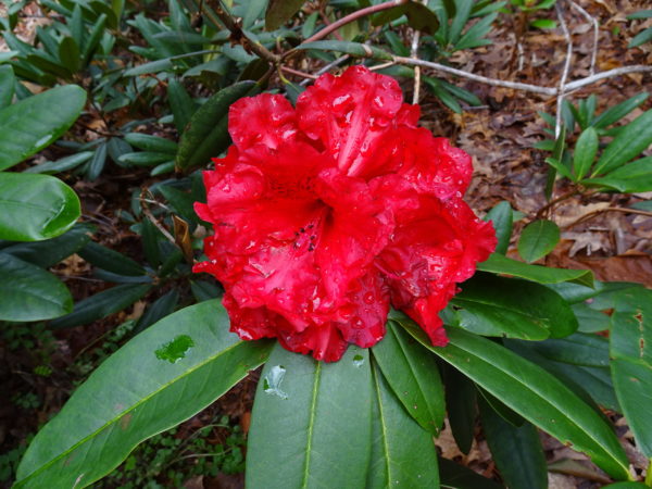 Bright red Taurus flower in bloom.