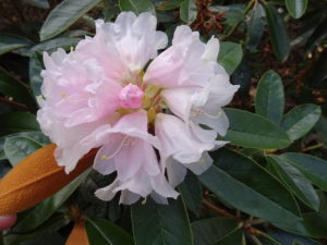 a pink bureavii Lems flower in bloom.