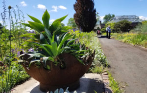 close up of a green potted plant