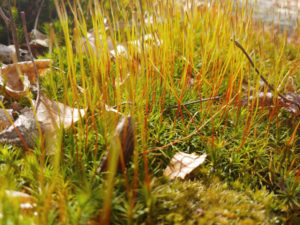 Bright green plants and moss closeup