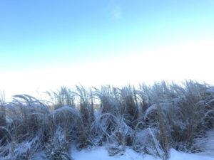 Winter landscape of bushes frozen from the wind