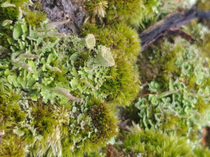 Moss and other various plants in a closeup