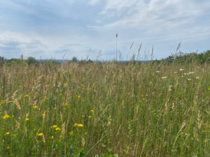 Landscape photo of a meadow