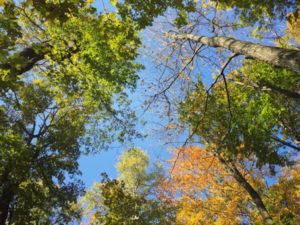 photo of trees looking up
