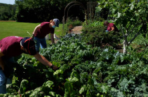Staff working in the vegetable garden
