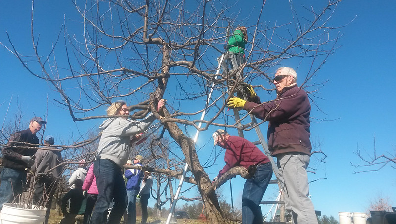 Orchard Pruning Volunteers