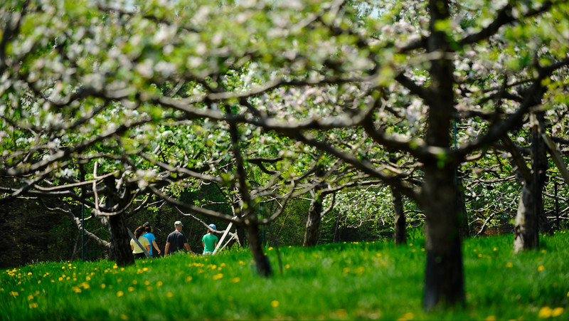Visitors enjoying the Orchard in Bloom