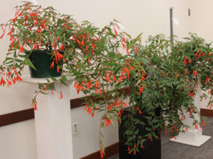 Multiple potted red flowers on display for the plant show