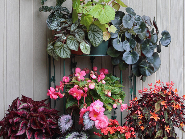 Multiple plants and flowers on a plant rack