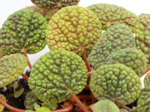 close up of a plant leaf