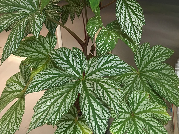 close up of a plant leaf