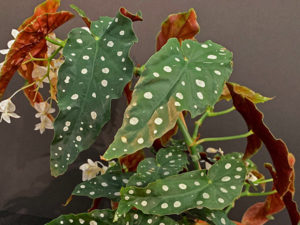 close up of a spotted leaf