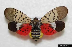 Close up of a Spotted Lanternfly