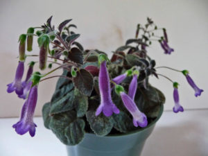 Close up of a potted plant with purple flowers