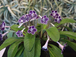 Close up of a purple and white flower