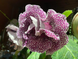 Close up of a purple spotted flower