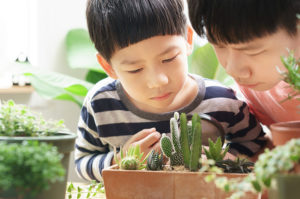Two children look at a group of succulents.