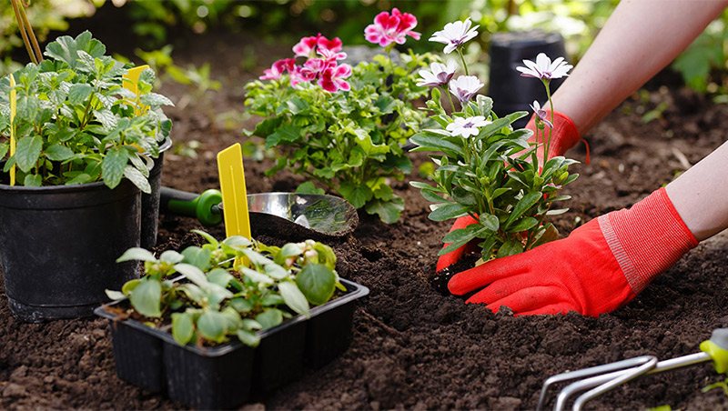 Set of hands planting flowers deep in ground full of soil