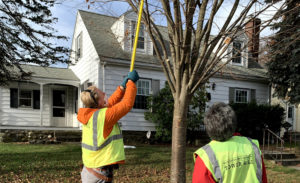 Tree stewards prune a tree in front of a home