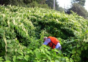 a person in bright vest wades through a mass of knotweed