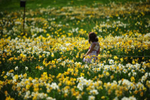 A young girl wander around the Daffodil Field