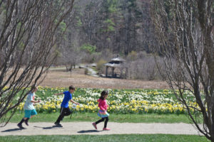 Children on school vacation running in the daffodil field.