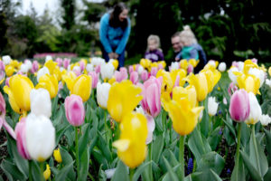 Visitors enjoying the Spring Tulips in the garden.