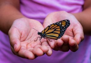 Young girl holding a monarch Butterfly in hands.