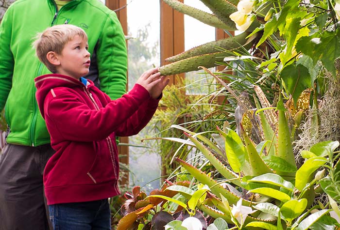 A young boy looking at plants in the limonaia.