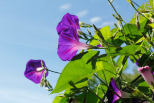 Purple petunias in bloom with a blue sky in the background.