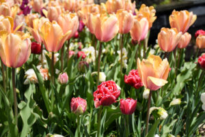 Coral colored tulips in bloom