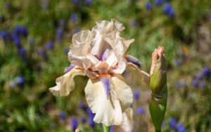 A bearded iris in bloom